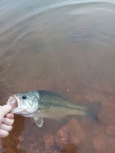 Largemouth Bass