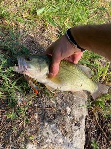 Largemouth Bass
