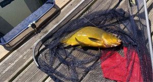 Tench