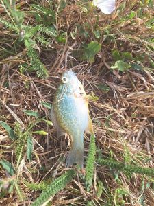 Green Sunfish