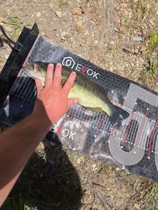 Largemouth Bass