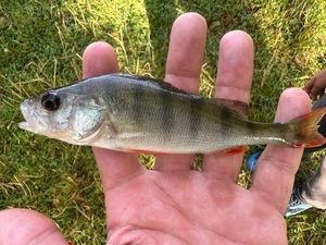 European Perch