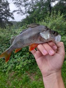 European Perch