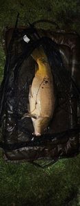 Leather Carp