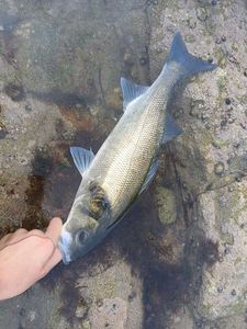 European Bass (Seabass)