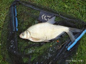 Common Bream