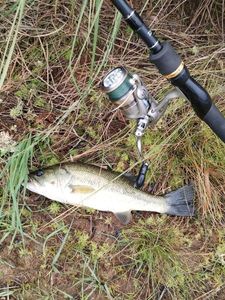 Largemouth Bass