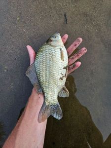 Crucian Carp