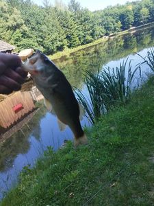Largemouth Bass