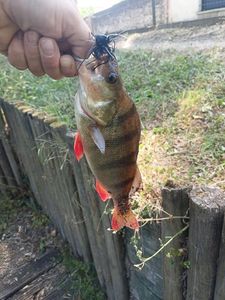 European Perch
