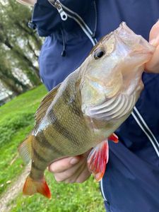 European Perch