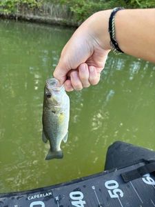 Largemouth Bass