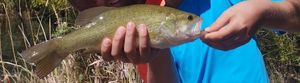 Smallmouth Bass