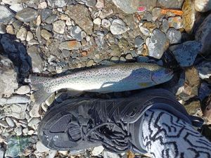 Brown Trout