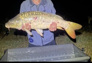 Mirror Carp