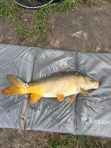Mirror Carp