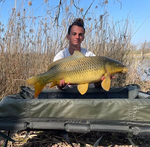Common Carp