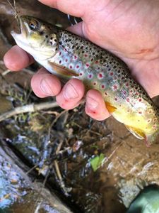 Brown Trout