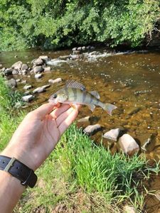 European Perch