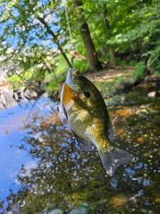 Green Sunfish