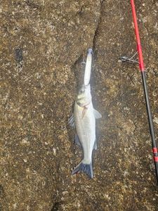 European Bass (Seabass)
