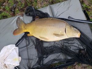 Mirror Carp