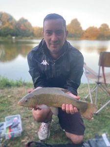 Tench