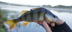 European Perch