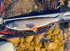 Grayling