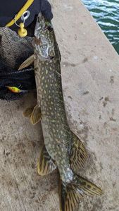 Northern Pike