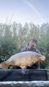 Common Carp