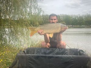 Common Carp