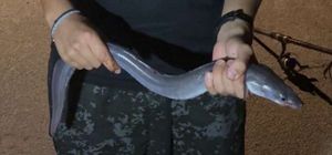 European Eel (Common Eel)