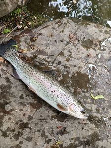 Rainbow Trout