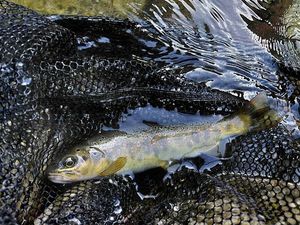 Brown Trout