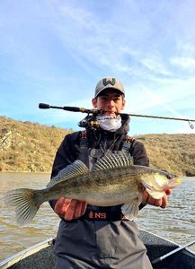 Zander