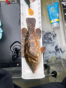 Ballan Wrasse
