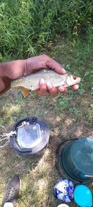 Roach