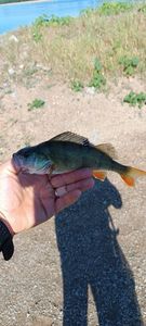 European Perch