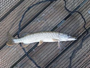 Northern Pike