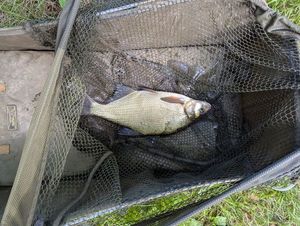 Common Bream