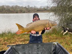 Common Carp