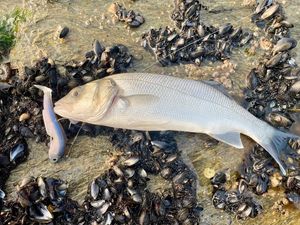 European Bass (Seabass)