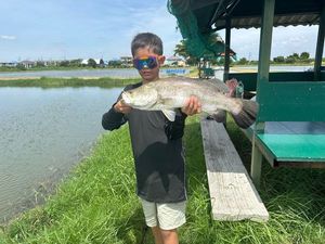 Barramundi