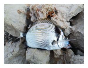 Common Two-banded Seabream