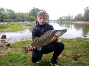 Zander