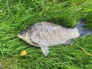 Crucian Carp