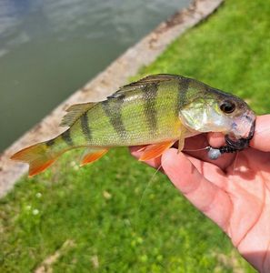 European Perch