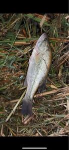 Smallmouth Bass