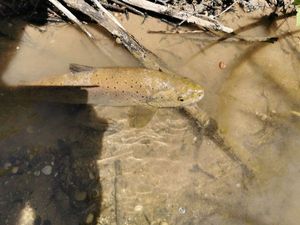 Brown Trout